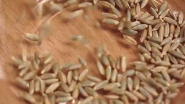 Buğday taneleri cam levha dökülür. Ağır çekim, yakın çekimler