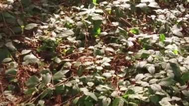 Yaz aylarında tüm detayları, güneşli vahşi orman büyülü doğa