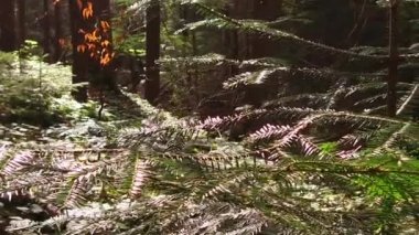 Vahşi doğada SEQUOIAS ağacı. Açık güneşli bir gün
