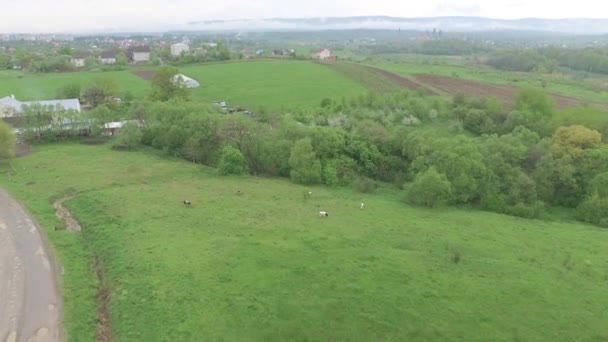 Klein dorpje buiten de stad. Huisdieren grazen in de weide, luchtfoto — Stockvideo