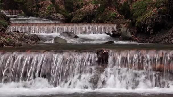 Water cascades down rocky steps among mosses and spring forest — Stock Video