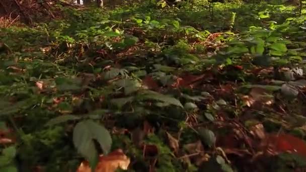 Naturaleza mágica del verano en todos los detalles, bosque salvaje soleado — Vídeo de stock