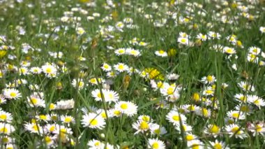 Papatya çiçek gün yaz yeşil çim sahada