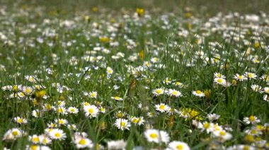 Çayır çim diğer alan bitki ve papatya. Ayrıntılar