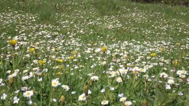 Papatyalar sahada gün yaz yeşil çimen çiçek. Ayrıntılar