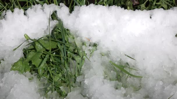 Gotas de primavera en el fondo de la hierba y la nieve. Caducidad — Vídeos de Stock