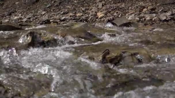 Pur ruisseau de rivière de montagne parmi les côtes pierreuses. Paysage naturel — Video