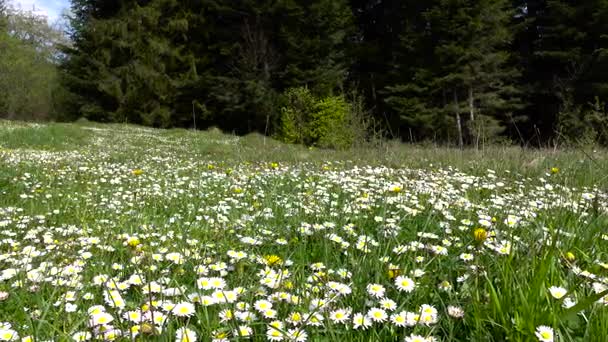 Paisaje de verano, valle con flores de manzanilla rodeado de bosque verde — Vídeo de stock