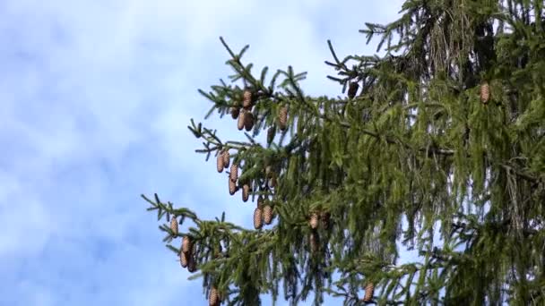 Гілки зеленої багаторічної ялинки з великою кількістю конусів — стокове відео