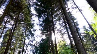 Çok yeşil Ladin ve çam ağaçları içinde güneşli ışık ışınları