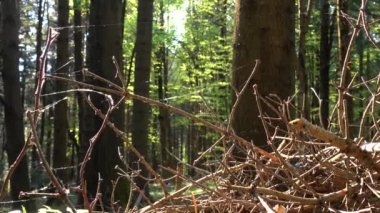 Ormandaki yere düşen sarılmış kuru dalları SpiderWeb