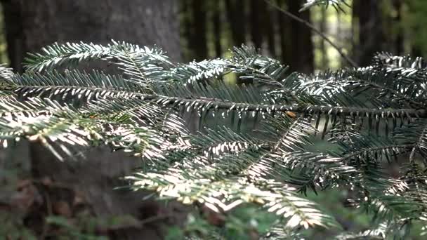 Tak van sequoia close-ups op achtergrond van weelderig groen bos — Stockvideo