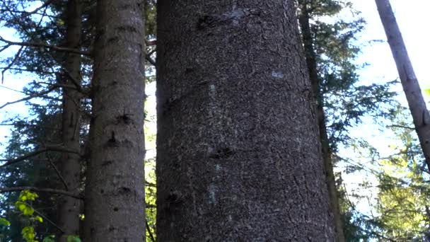 Sun is peep out from strong trunk of perennial fir — Stock Video