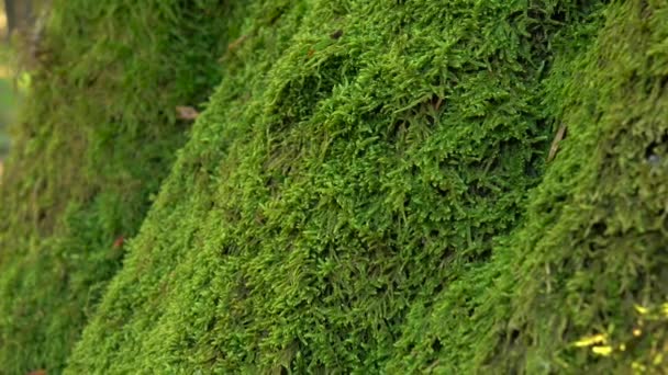 Tronco de árbol cubierto de musgo verde perenne. Primeros planos — Vídeo de stock