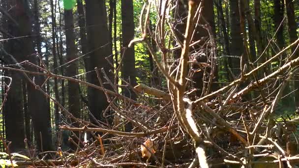 Torra spruce grenar staplade i högen och insvept i spindelnät — Stockvideo