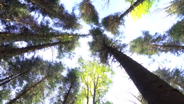 Wipfel und Stämme jahrhundertealter Bäume schwingen vom Wind — Stockvideo