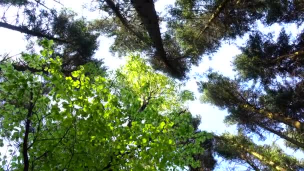 Las copas de los árboles se balancean del viento sobre el fondo cielo azul — Vídeo de stock