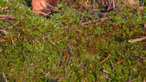 Kiełki moss i suche gałęzie wyrastają nowe rośliny. Zbliżeniu — Wideo stockowe