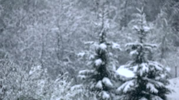 Snöfall faller tyst på grenar av träd. Vintern, Slowmotion — Stockvideo