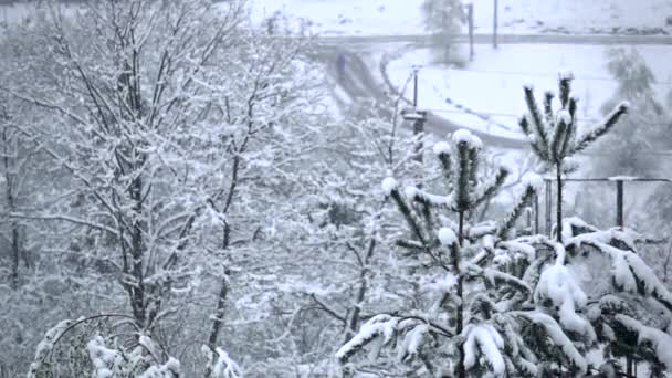 Śnieg pada na świerku, w sąsiedztwie drogi. Zwolnionym tempie — Wideo stockowe