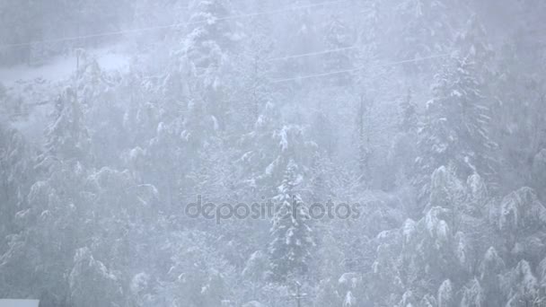Queda de neve na floresta de inverno com pinheiros nevados em câmera lenta — Vídeo de Stock