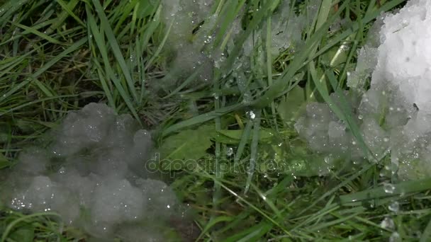 Gotas de primavera sobre el fondo de hierba verde en cámara lenta — Vídeos de Stock