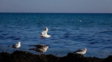 Martılar sürüsü sahil üzerinde duruyor ve mesafe içine bakar ve almaya başlar. Ağır çekim