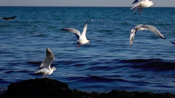 Um bando de gaivotas voa para o céu, fazendo uma grande varredura de suas asas. Movimento lento — Vídeo de Stock