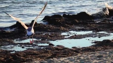 Deniz martı plajda durup ve onların burnu ile tüyleri fırça. Ağır çekim