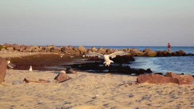 Martı uçan ve kum plajında açılış. Ağır çekim