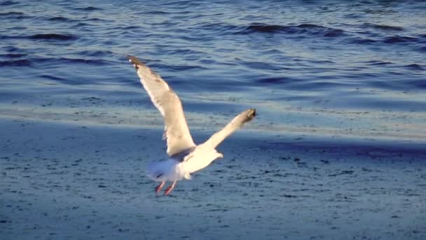 A gaivota sobe para o céu deixando para trás ondas salpicantes. Movimento lento — Vídeo de Stock