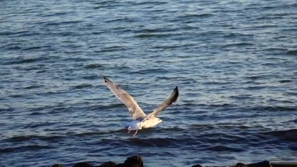 A gaivota sobe para o céu deixando para trás ondas salpicantes. Movimento lento — Vídeo de Stock