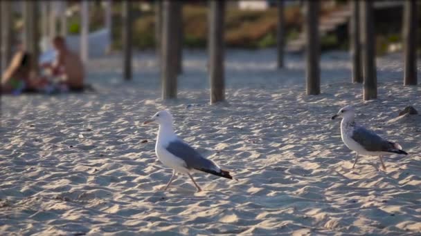 Hungry gull on the beach looking for food finds and eats. Slow motion — Stock Video