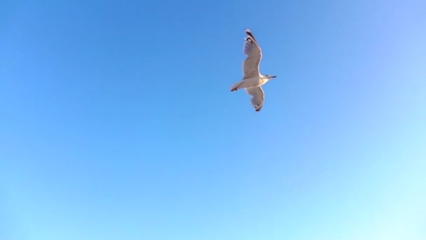 A gaivota voa para o céu azul e paira no espaço aberto. Movimento lento — Vídeo de Stock