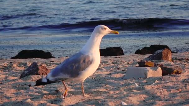 カモメは、砂を歩くし、海岸の上に食べ物を探します。スローモーション — ストック動画