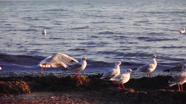 Sea gulls stand on the beach and brush their feathers with their beaks. Slow motion — Stock Video