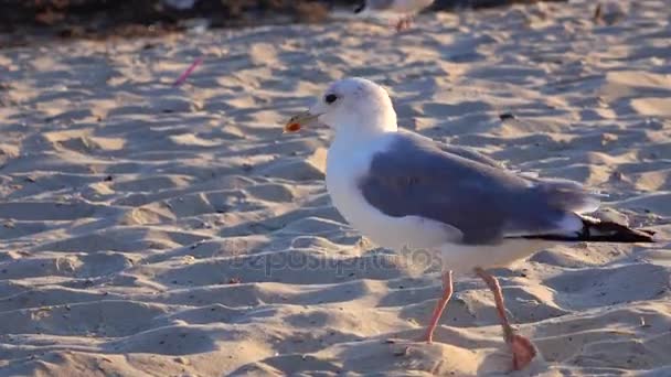 Gabbiano cammina sulla sabbia e cerca cibo sulla riva del mare — Video Stock