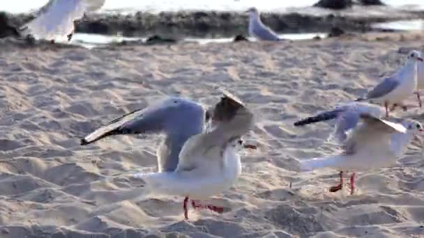 Many gulls fight for food, walk on the sand and take off — Stock Video