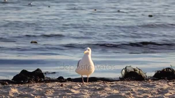 Sea gull walks along the sandy shore, a fresh breeze blows — Stock Video