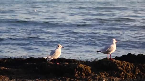 Две чайки стоят на берегу моря и смотрят вниз, наслаждаются природой — стоковое видео