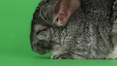 İle kapalı gözler yeşil ekran arka planı gri chinchilla uyur