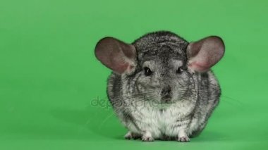 Gri chinchilla, insan eli yumuşak yün okşayarak. Yeşil ekran arka planı