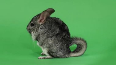 Chinchilla Görüntüleyici arka ayakları yana doğru oturur. Yeşil ekran