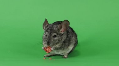Chinchilla kemirgenler tohumlarından için özel bir yemek yiyor. Yeşil ekran