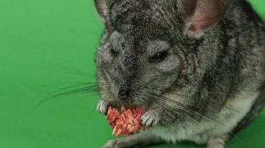 Chinchilla kemirgenler tohumlarından yemek yiyor. Yeşil ekran, portre