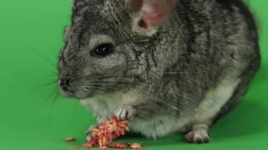 Chinchilla closeup kemirgenler kırmızı tohumlarından yemek yiyor