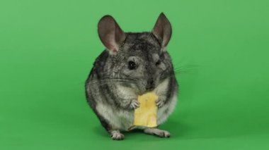 Gri chinchilla parça arka ayakları üzerinde oturan elma yemek