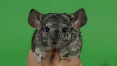 Güzel gri küçük chinchilla iki elle sarıl. Yeşil ekran