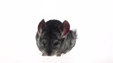 Chinchilla etrafına bakıyor ve bir şey kokluyor. Beyaz arka plan, ağır çekim