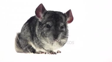 Siyah ayçiçeği tohumu çiğneme chinchilla arka plan beyaz. Ağır çekim